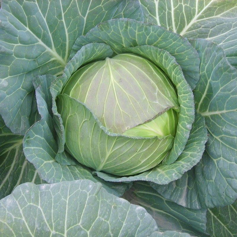 扁包菜新鲜包菜大量上市基地直供保质保量欢迎订购