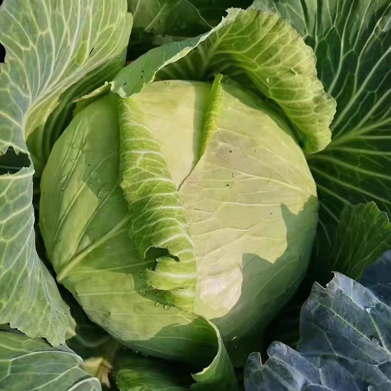 扁包菜新鲜包菜大量上市基地直供保质保量欢迎订购
