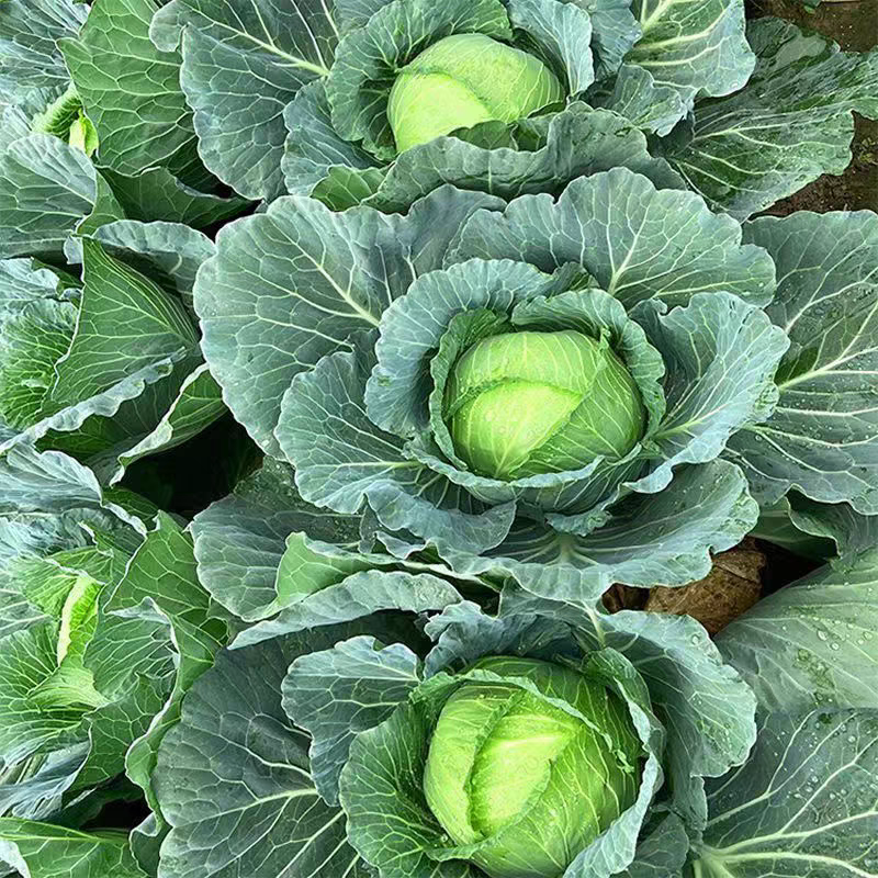 扁包菜新鲜包菜大量上市基地直供保质保量欢迎订购
