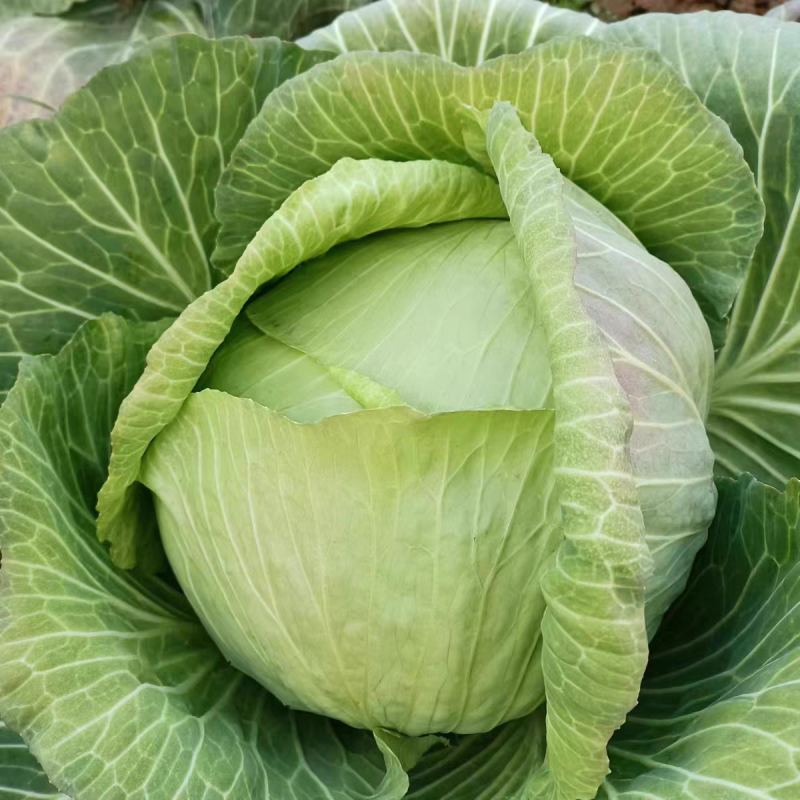 扁包菜新鲜包菜大量上市基地直供保质保量欢迎订购