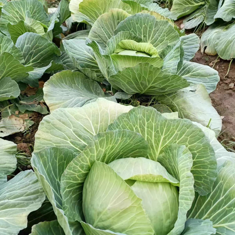 扁包菜新鲜包菜大量上市基地直供保质保量欢迎订购