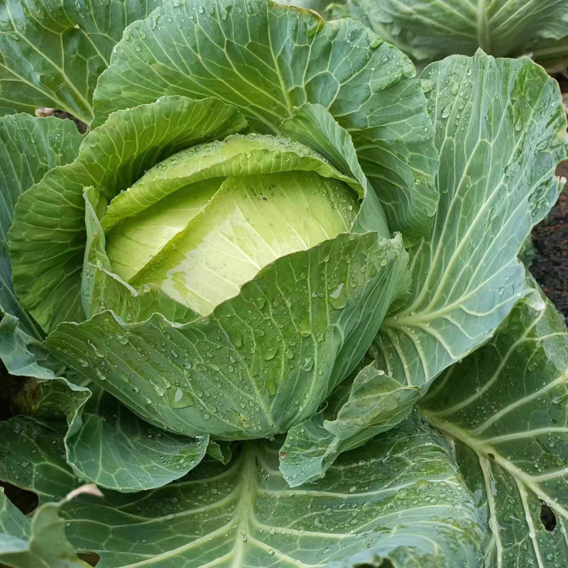 扁包菜新鲜包菜大量上市基地直供保质保量欢迎订购