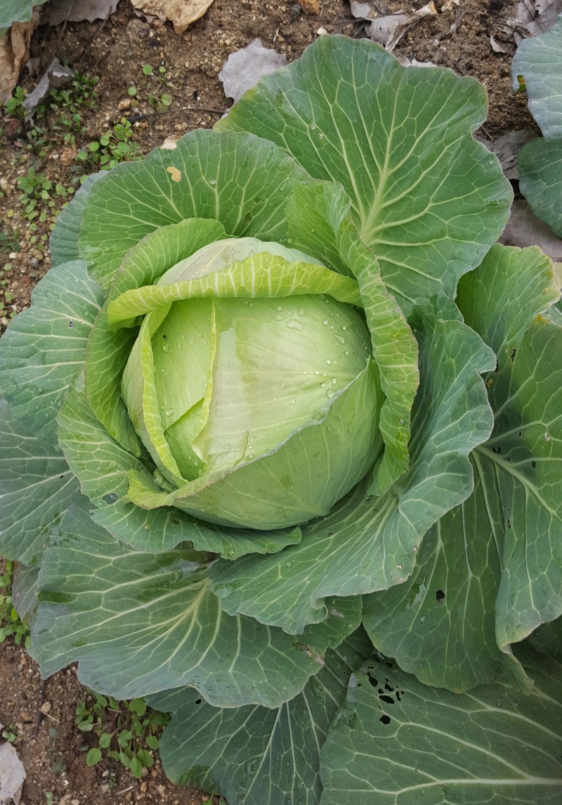 扁包菜新鲜包菜大量上市基地直供保质保量欢迎订购