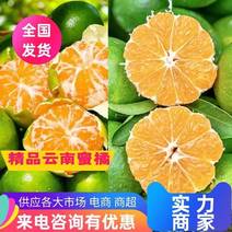 云南高山蜜橘电商市场出口货量大从优质量保证