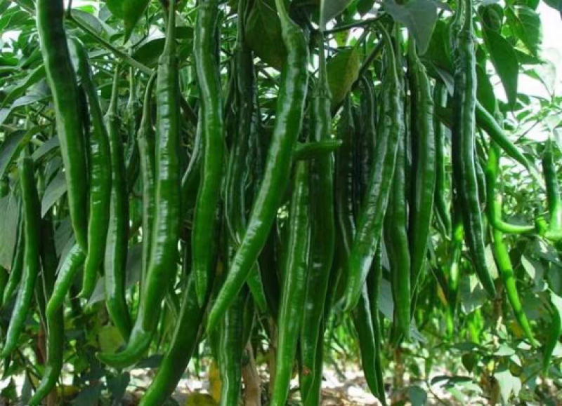 线椒，高山线椒，原产地大量上市，货源充足，保质保量！
