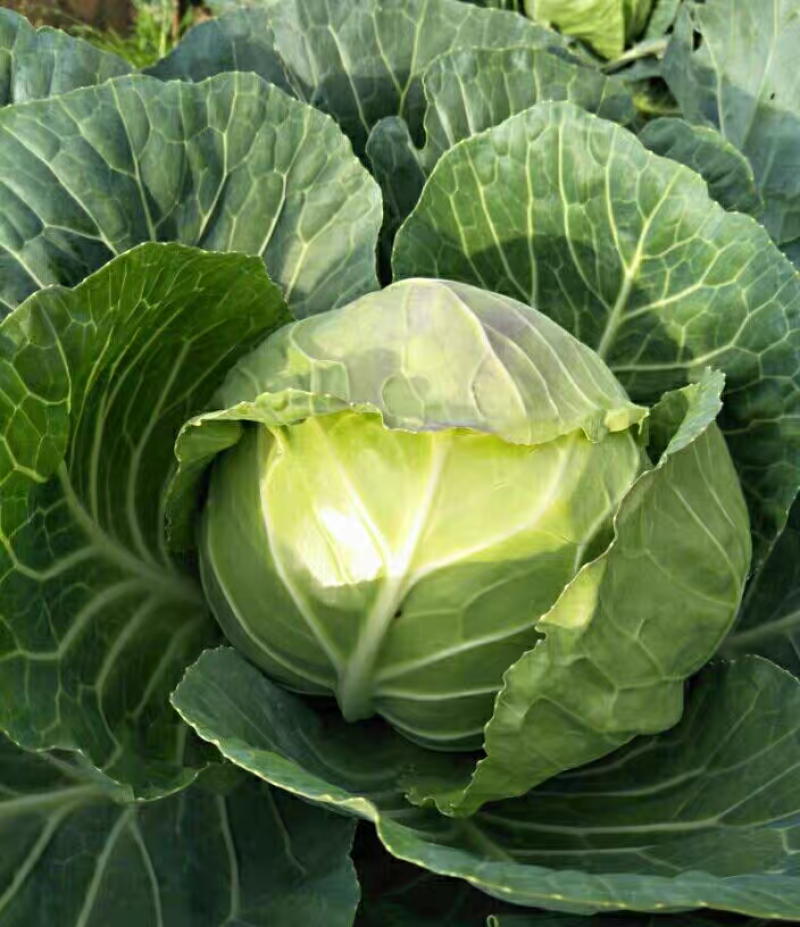 圆包菜新鲜包菜大量上市基地现采现装保质保量欢迎订购