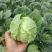 圆包菜新鲜包菜大量上市基地现采现装保质保量欢迎订购