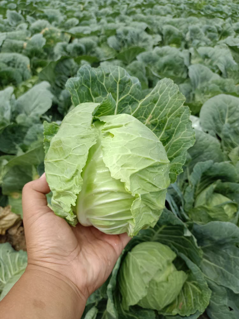 圆包菜新鲜包菜大量上市基地现采现装保质保量欢迎订购