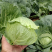 圆包菜新鲜包菜大量上市基地现采现装保质保量欢迎订购