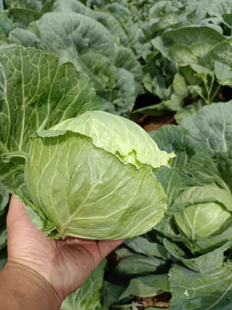圆包菜新鲜包菜大量上市基地现采现装保质保量欢迎订购
