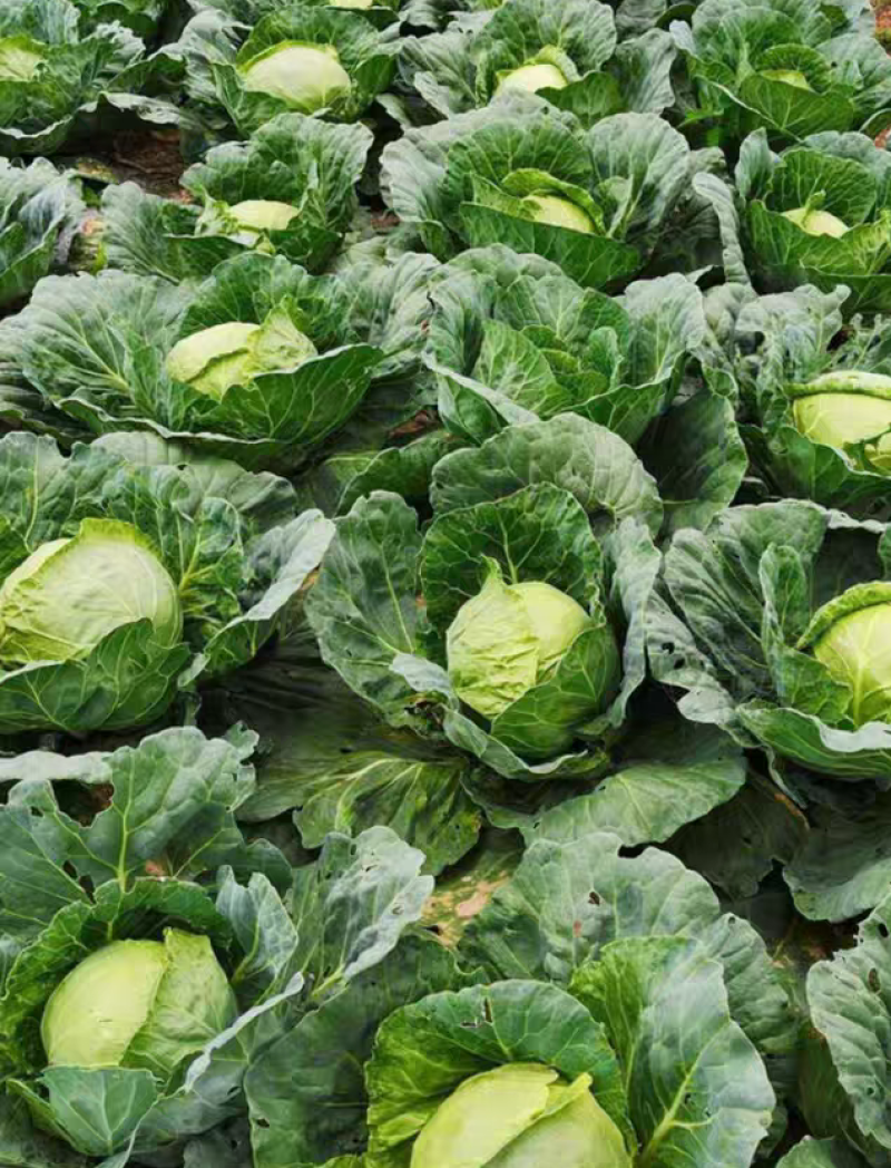 圆包菜新鲜包菜大量上市基地现采现装保质保量欢迎订购