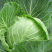 圆包菜新鲜包菜大量上市基地现采现装保质保量欢迎订购