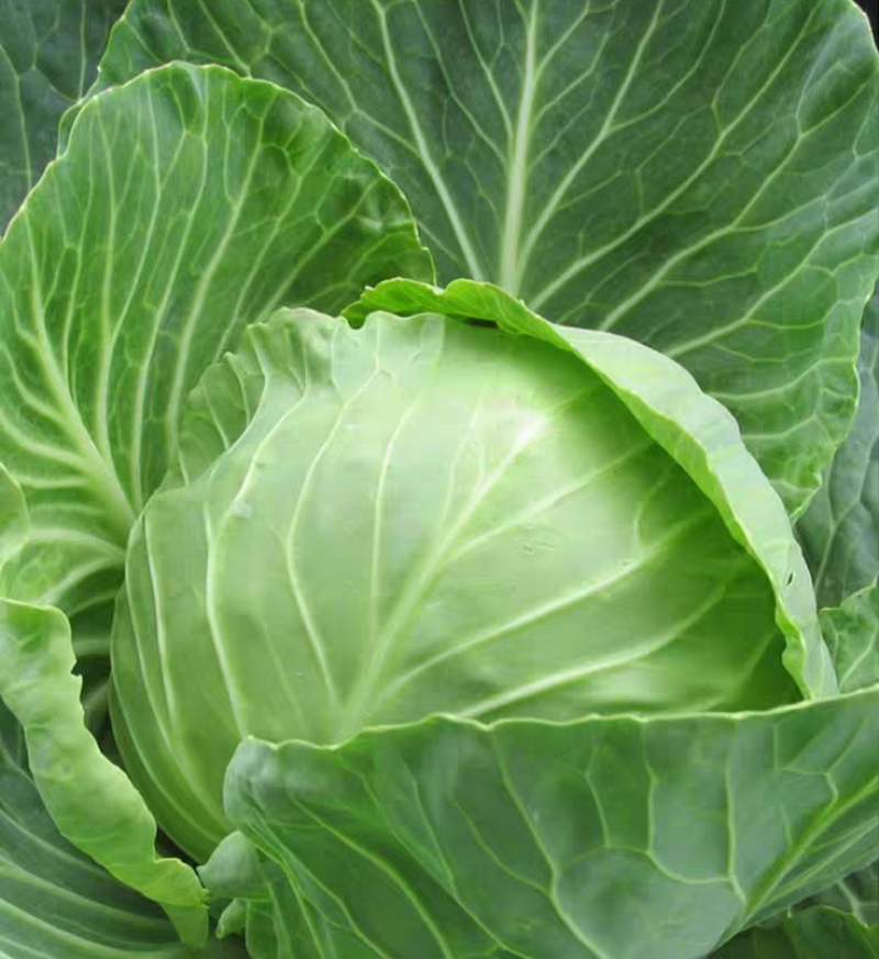 圆包菜新鲜包菜大量上市基地现采现装保质保量欢迎订购