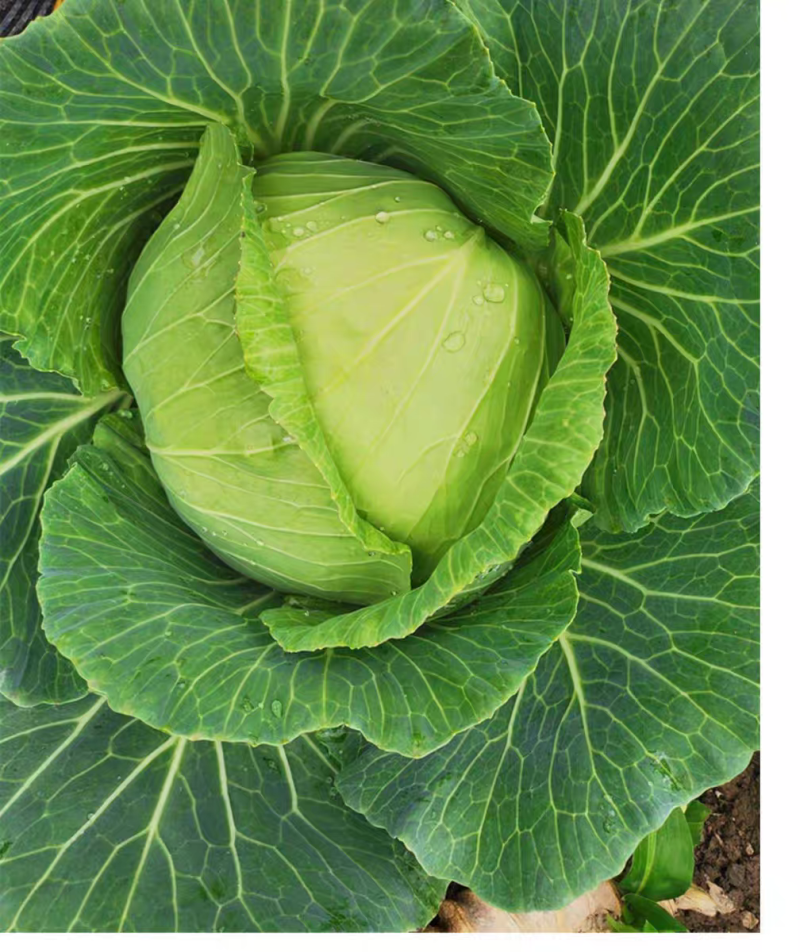 圆包菜新鲜包菜大量上市基地现采现装保质保量欢迎订购