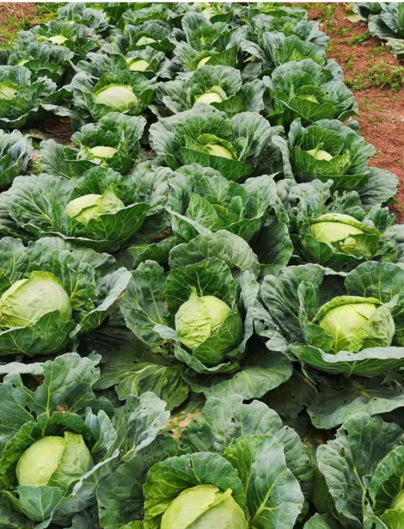 圆包菜新鲜包菜大量上市基地现采现装保质保量欢迎订购