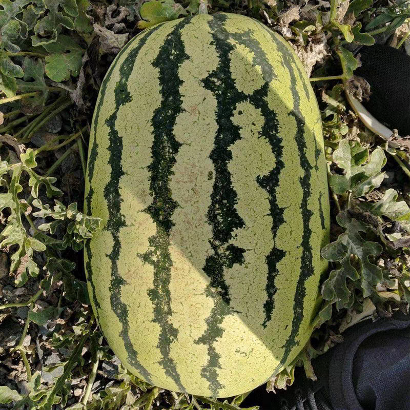 硒砂瓜石头西瓜产地看货论价保质保量欢迎订购