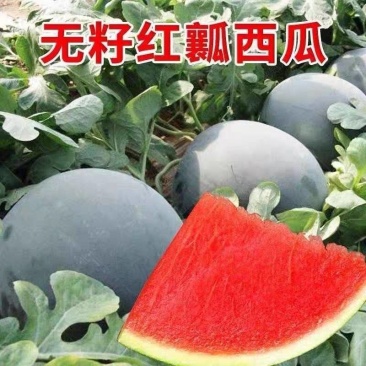 黑皮西瓜黑皮无籽西瓜产地看货论价保质保量欢迎订购