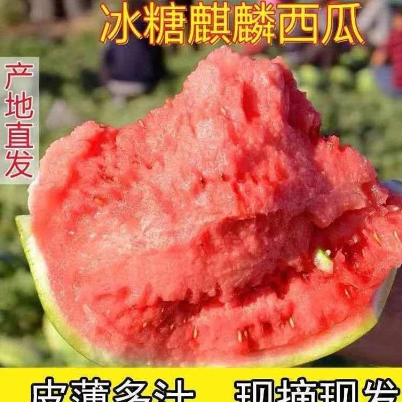 头茬无籽美都，糖度高，产地供货，无籽直播苗，可视频看货！