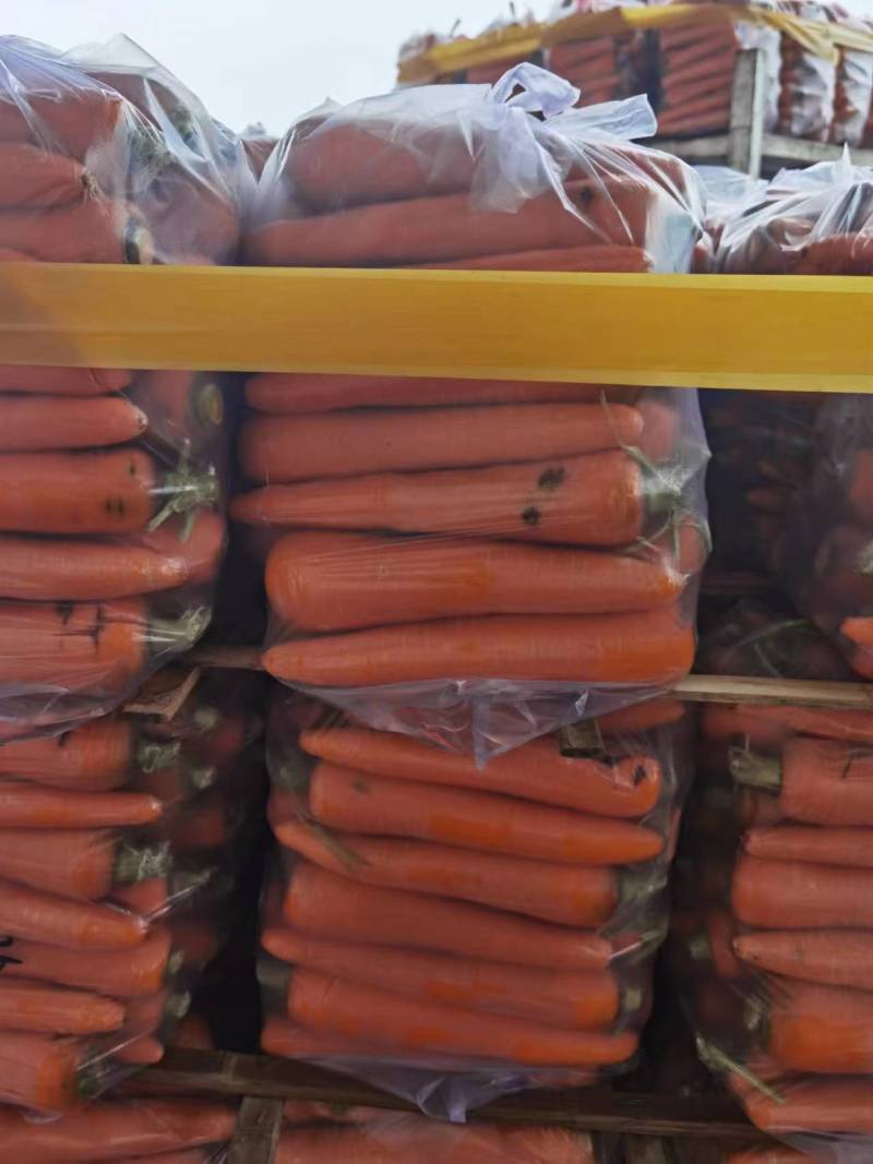 常年大吨位供应食堂、加工厂用的水洗次品胡萝卜