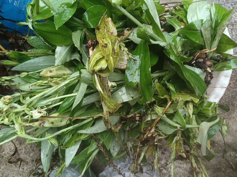 双肾草，肾经草又名：玉峰花、土天麻、银兰、鸡肾草、鸡儿