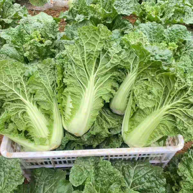 黄玫瑰白菜毛白菜