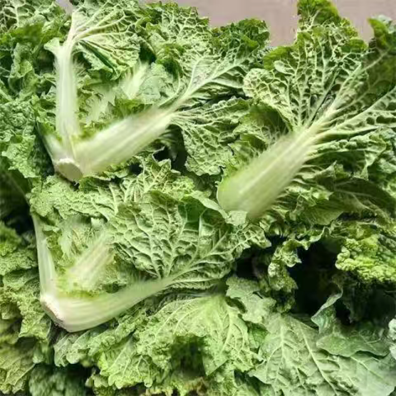 黄玫瑰白菜毛白菜
