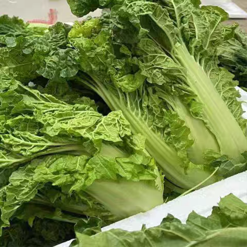 黄玫瑰白菜毛白菜