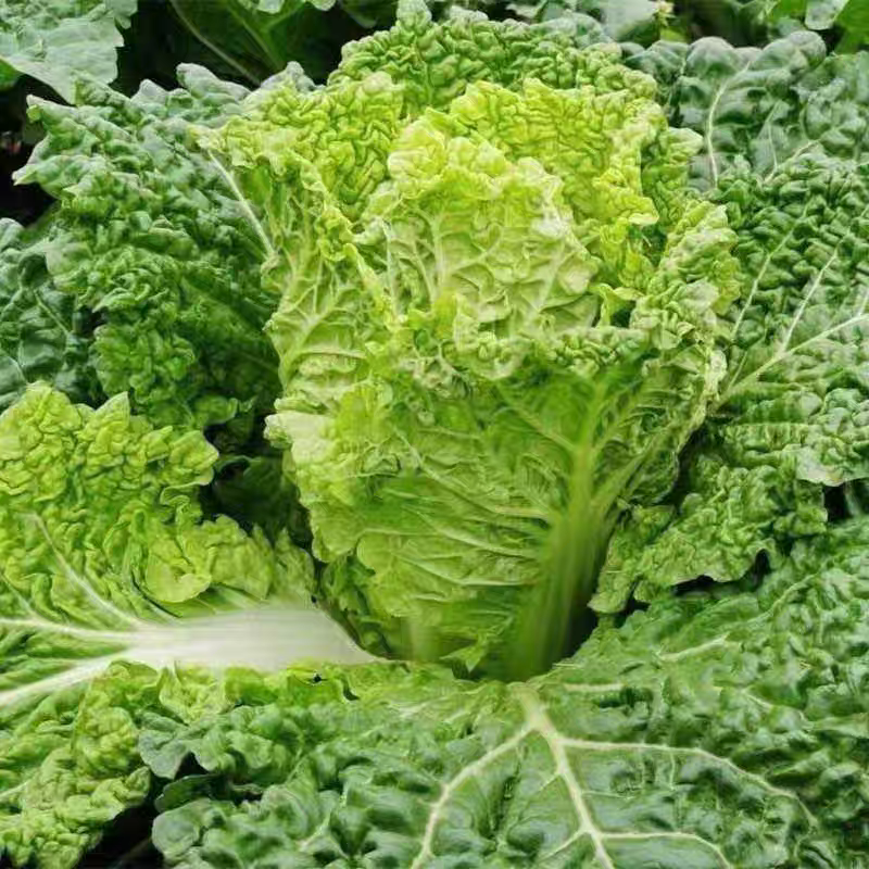 黄玫瑰白菜毛白菜