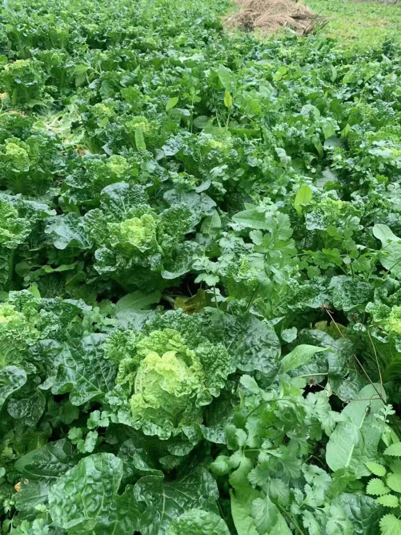 黄玫瑰白菜毛白菜