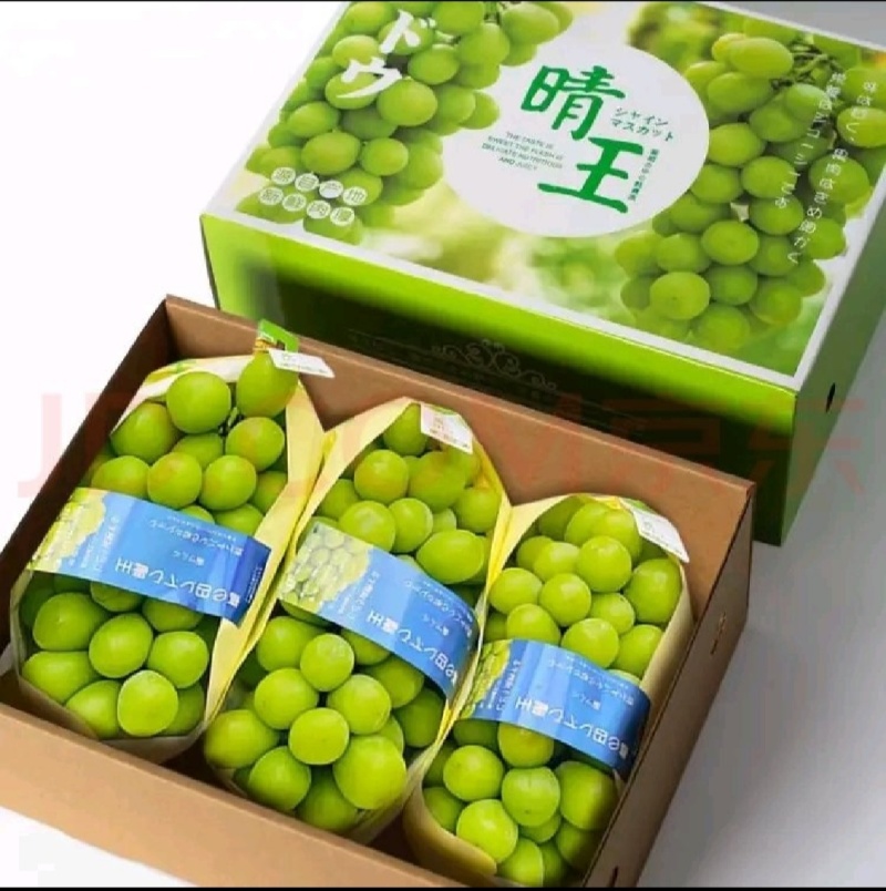 阳光玫瑰一手货源，大量上市，欢迎新老客户致电。全国代发大