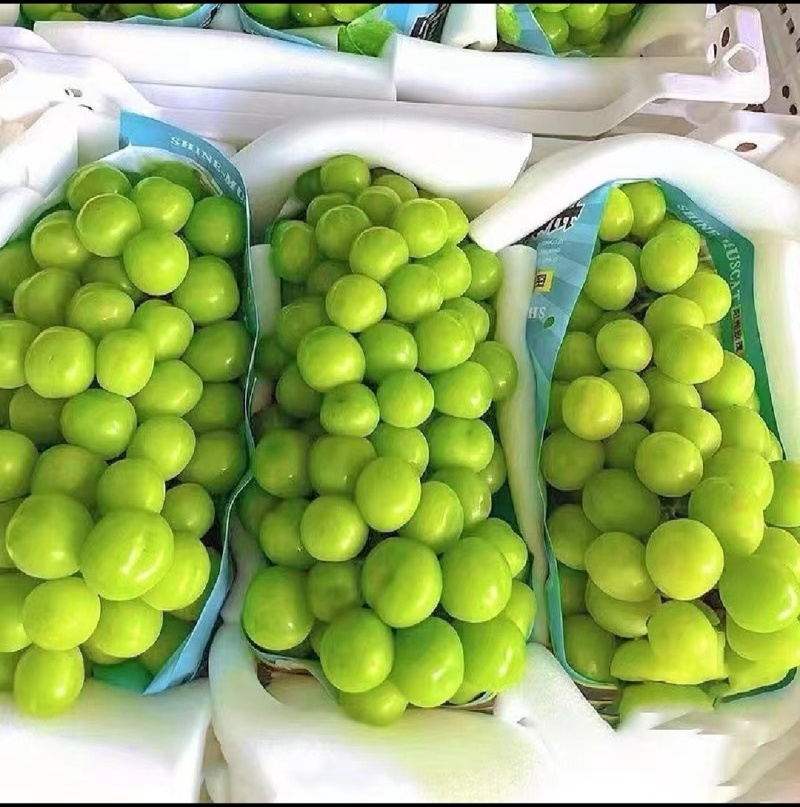 阳光玫瑰一手货源，大量上市，欢迎新老客户致电。全国代发大