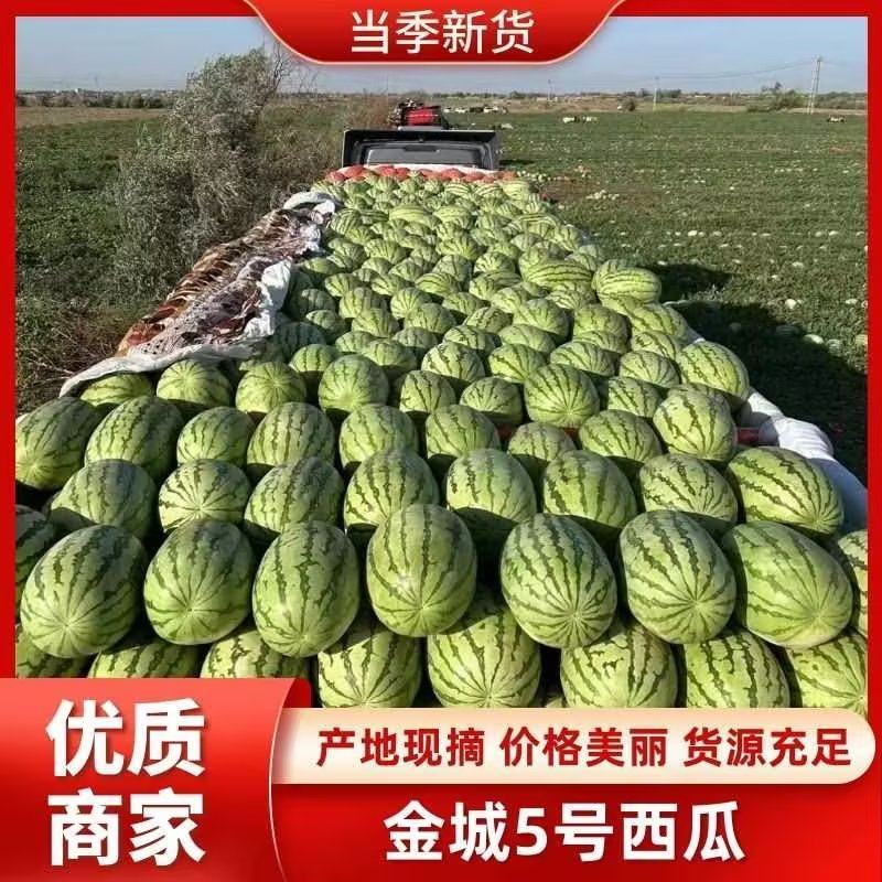 陕西金城5号