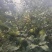 苹果