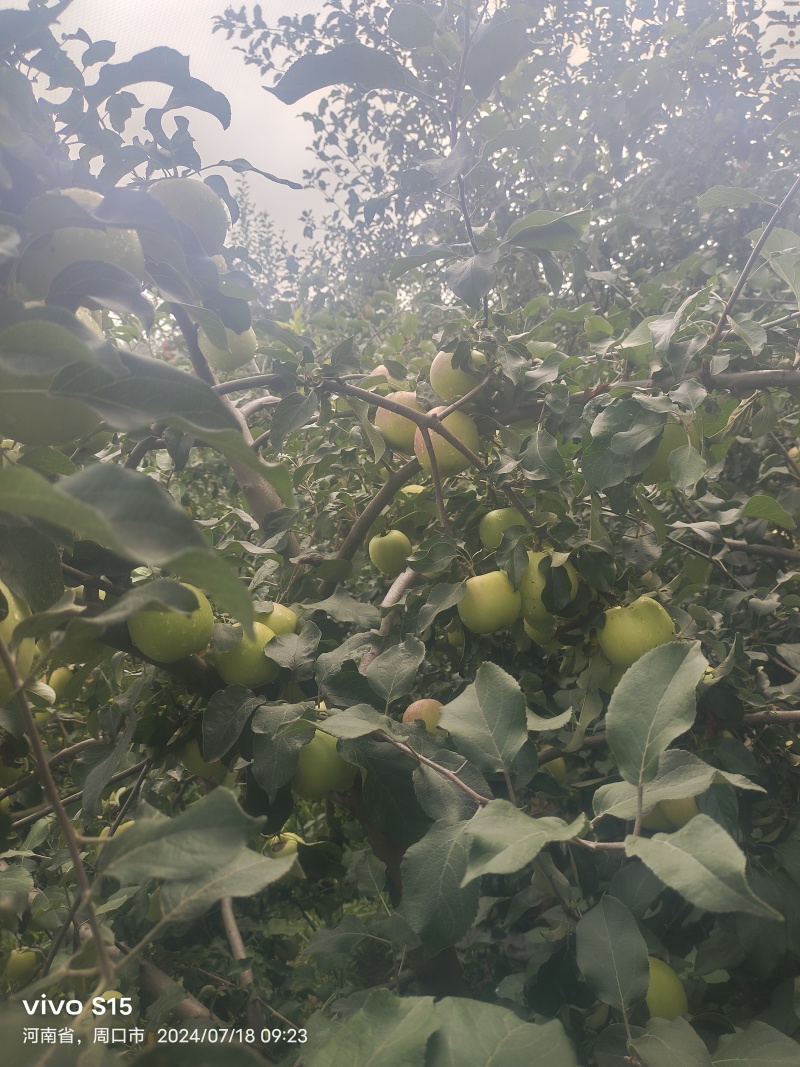 苹果