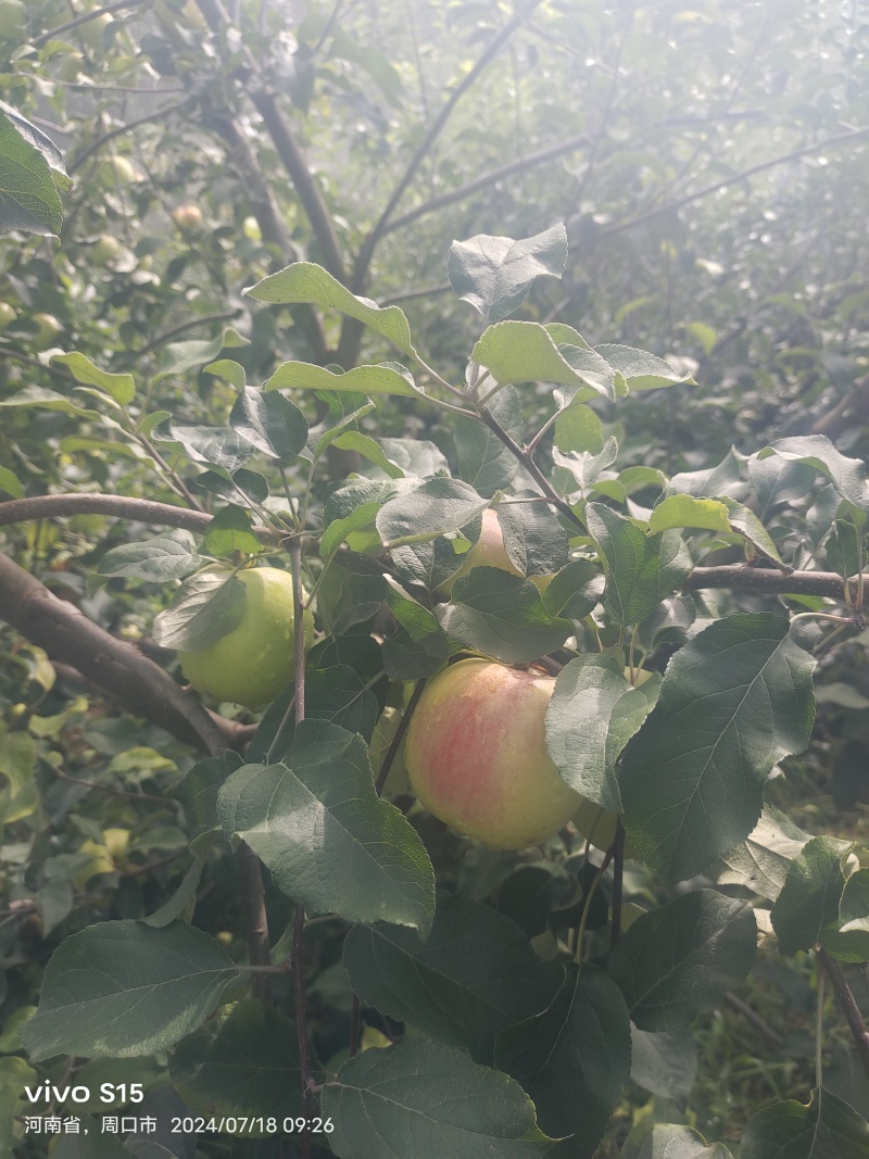苹果