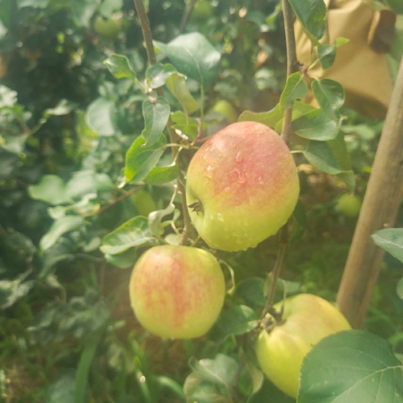 苹果