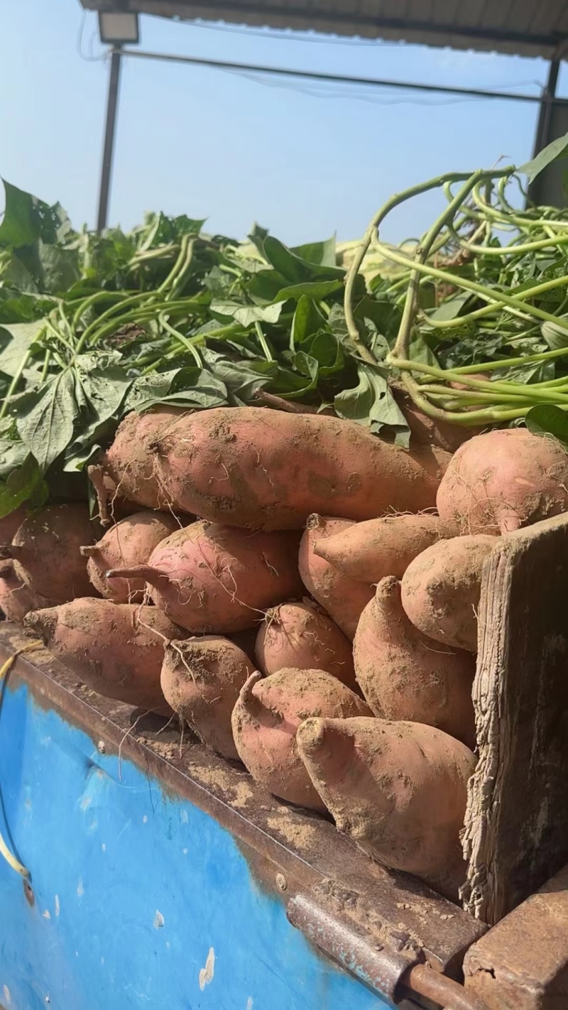 【现货】河南红薯龙暑九号沙地种植署形漂亮表皮干净擦伤少耐储存