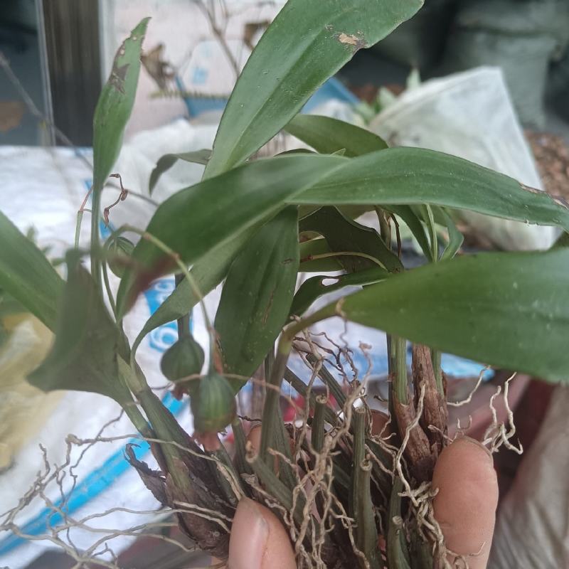 石仙桃