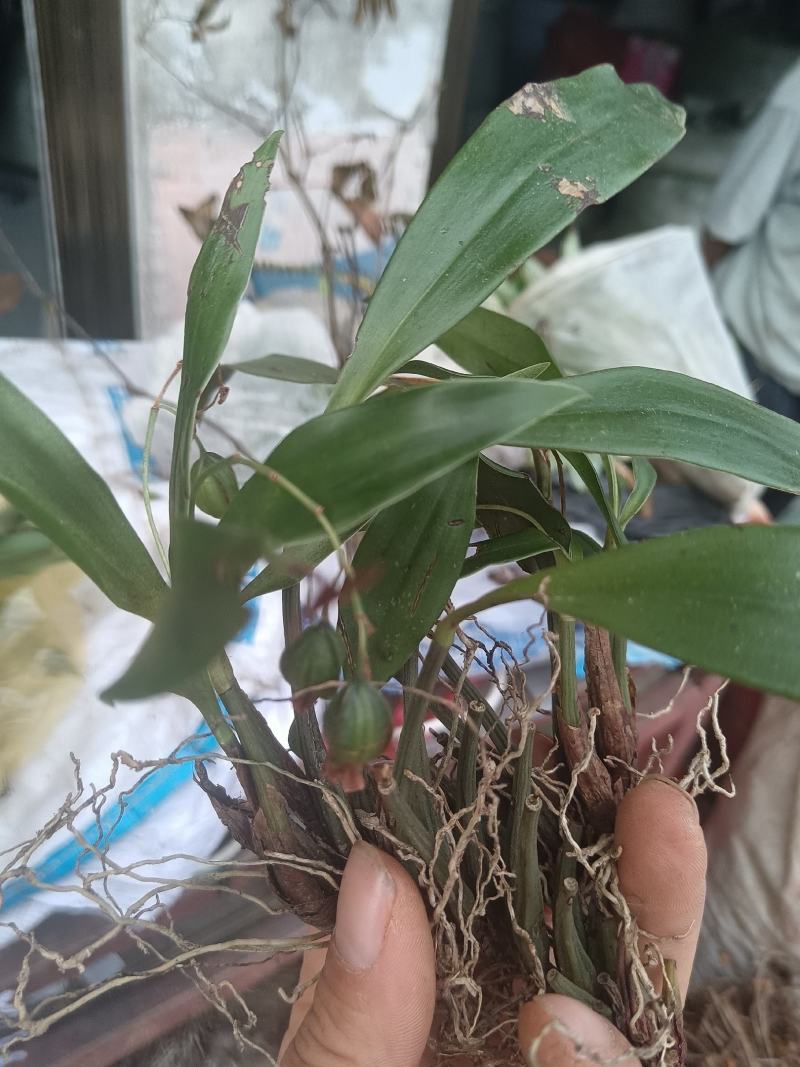 石仙桃