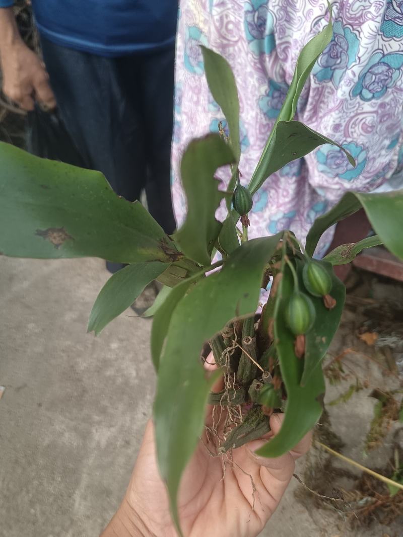 石仙桃