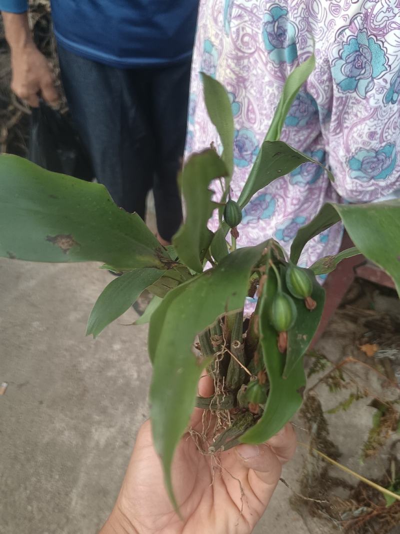 石仙桃