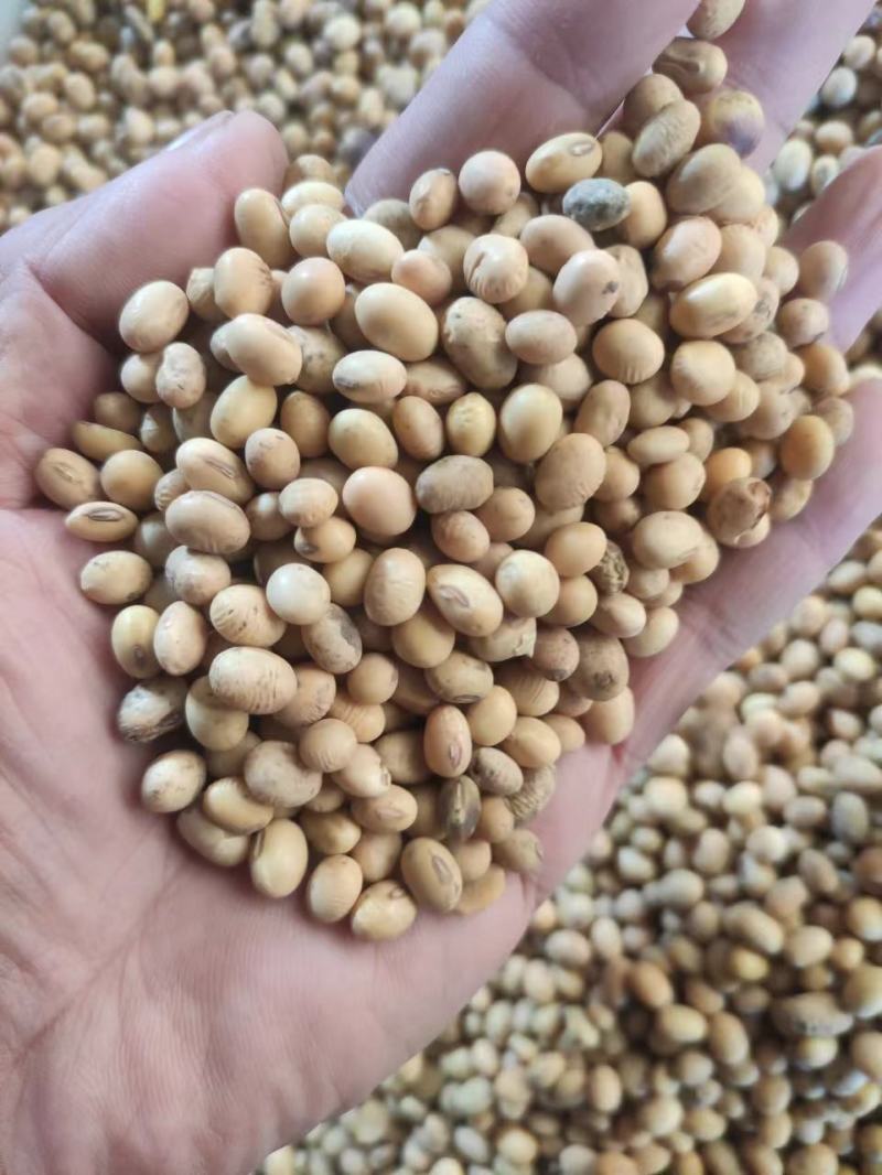 净粮上车，这是毛粮，颜色好看，价格也美丽，蛋白41左右