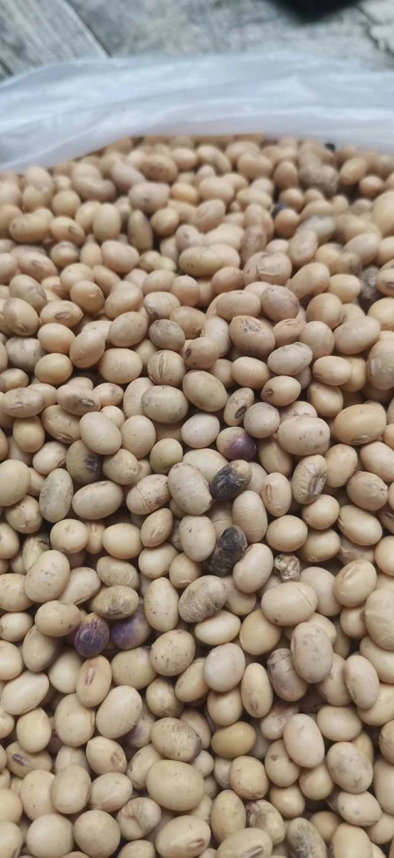 净粮上车，这是毛粮，颜色好看，价格也美丽，蛋白41左右