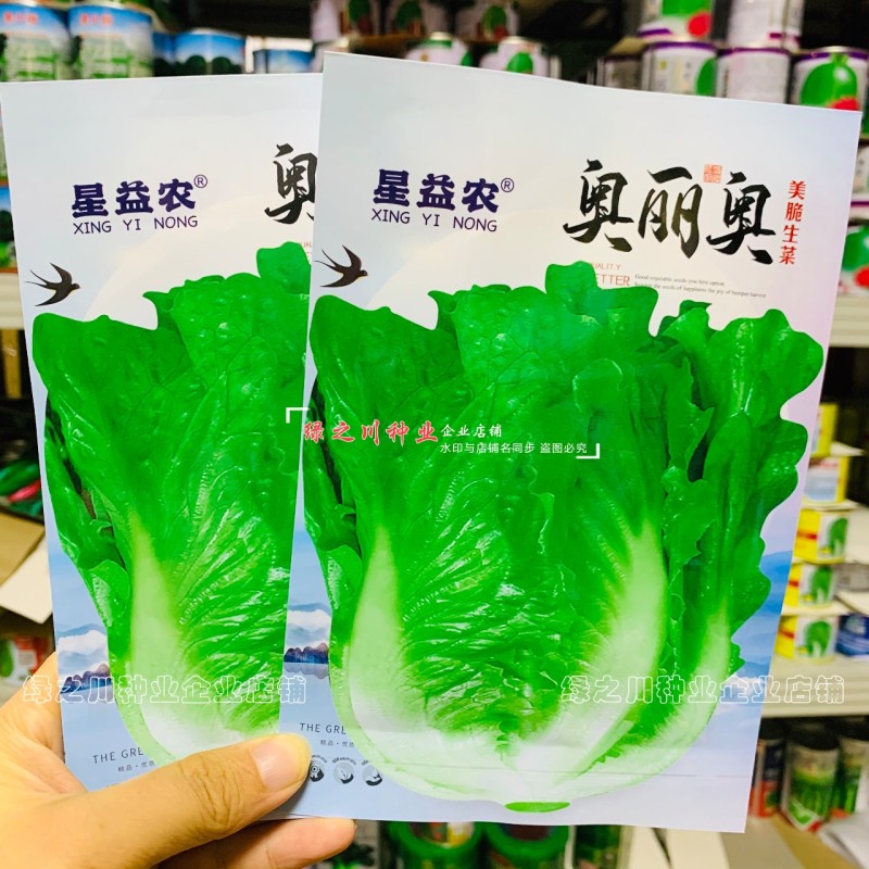 奥丽奥意大利生菜种子半结球生菜种子春秋两季美脆生菜种籽
