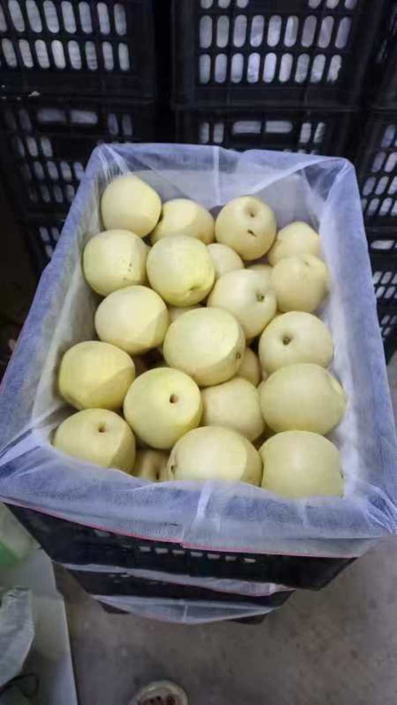 【实力】精品皇冠梨河北雪梨水晶梨产地供应欢迎咨询