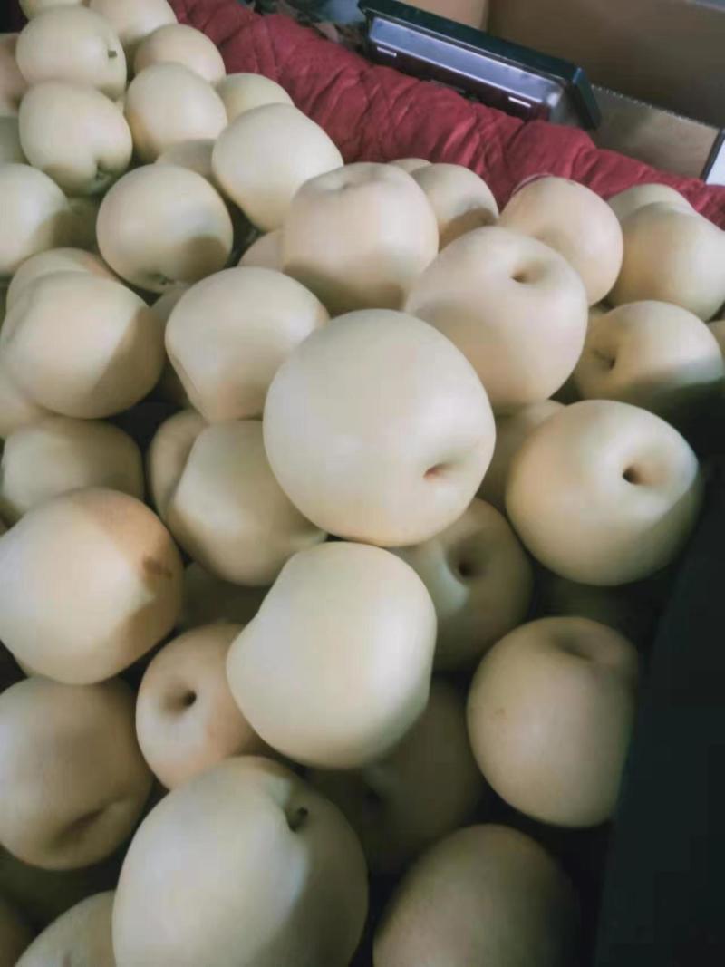 【实力】精品皇冠梨河北雪梨水晶梨产地供应欢迎咨询