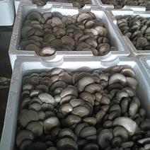 内蒙精品鲜平菇，极速发货，保质保量，基地直发市场