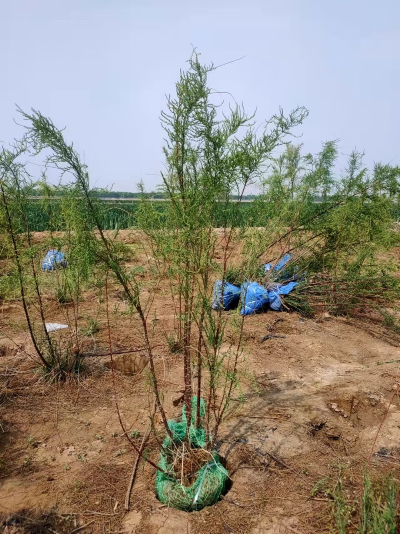 红柳柽柳丛生柽柳量大从优质量保证诚信经营精诚合作