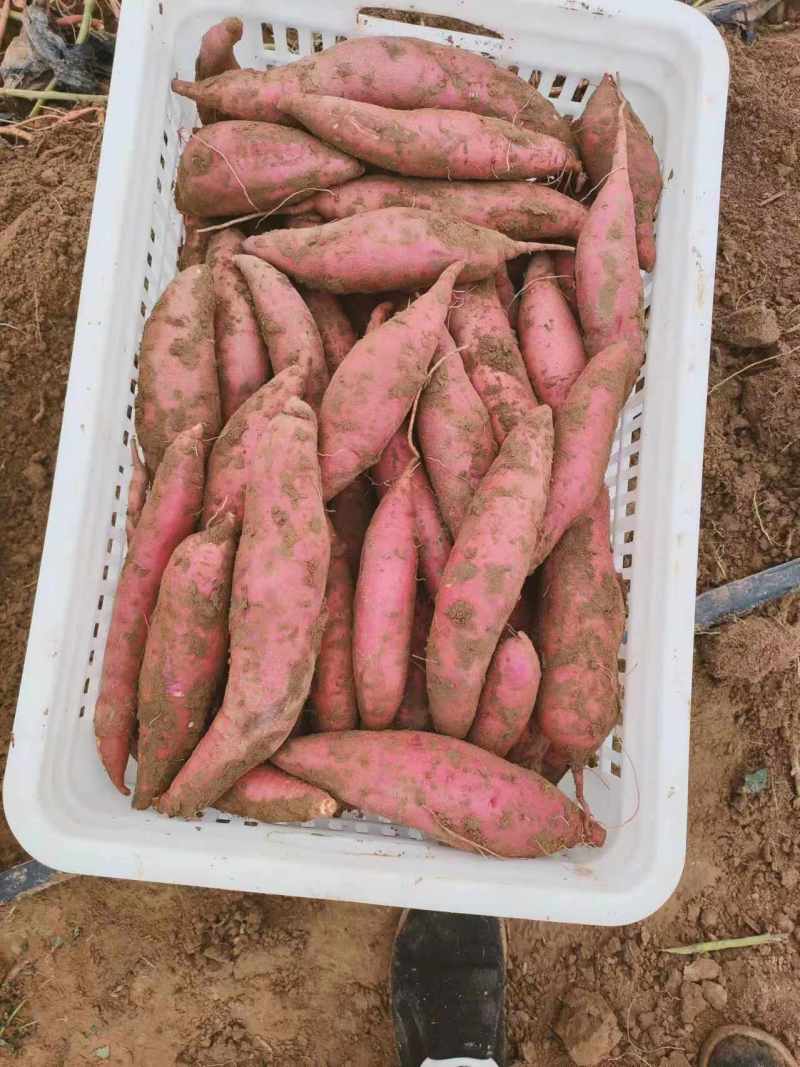 山东红薯西瓜红大量上市，现货直发，量大从优，诚信合作。