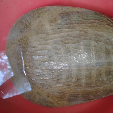 甲鱼